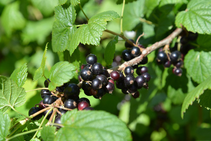 Gemmotherapie: Ribes nigrum